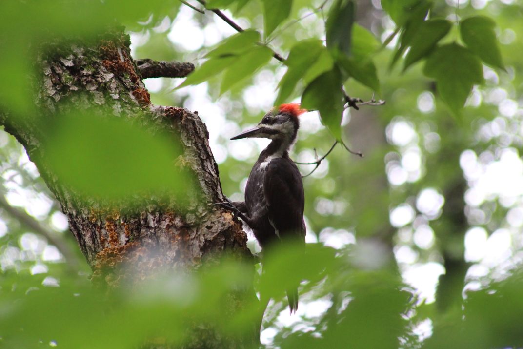 A Pileated Woodpecker in a Minnesota Forest | Smithsonian Photo Contest