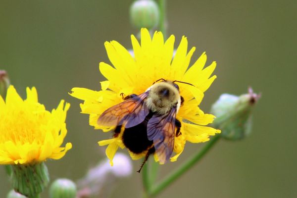 Bee on a flower thumbnail
