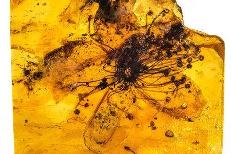 The flower measures roughly an inch across and is at least three times larger than all other known amber-encased blossoms.