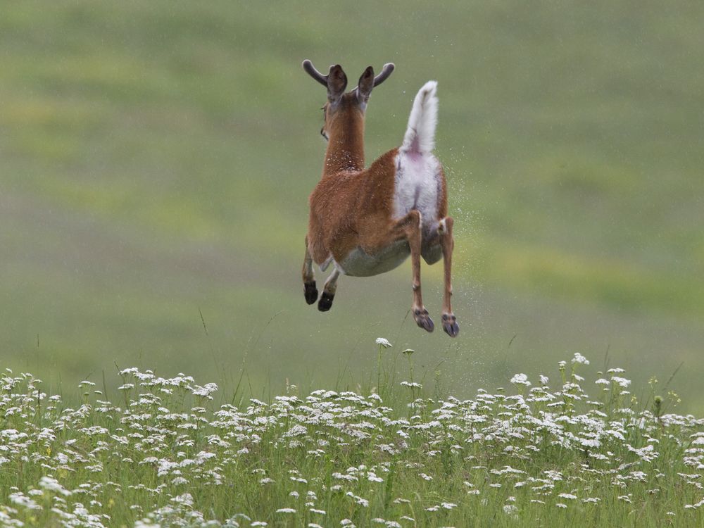 White Tailed Deer