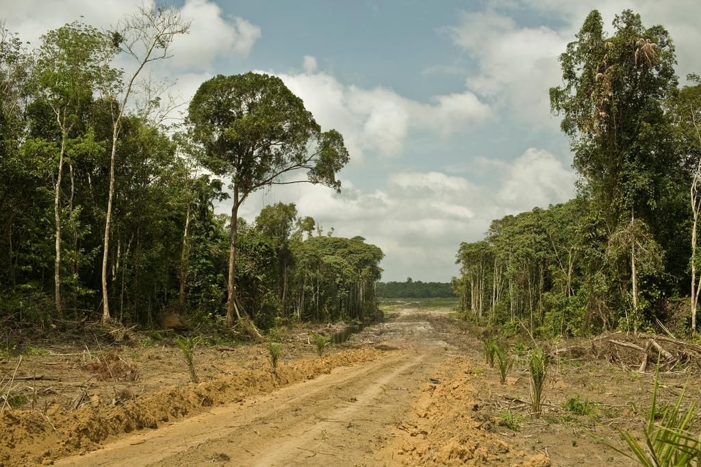 Did Deforestation Contribute to Zika's Spread?