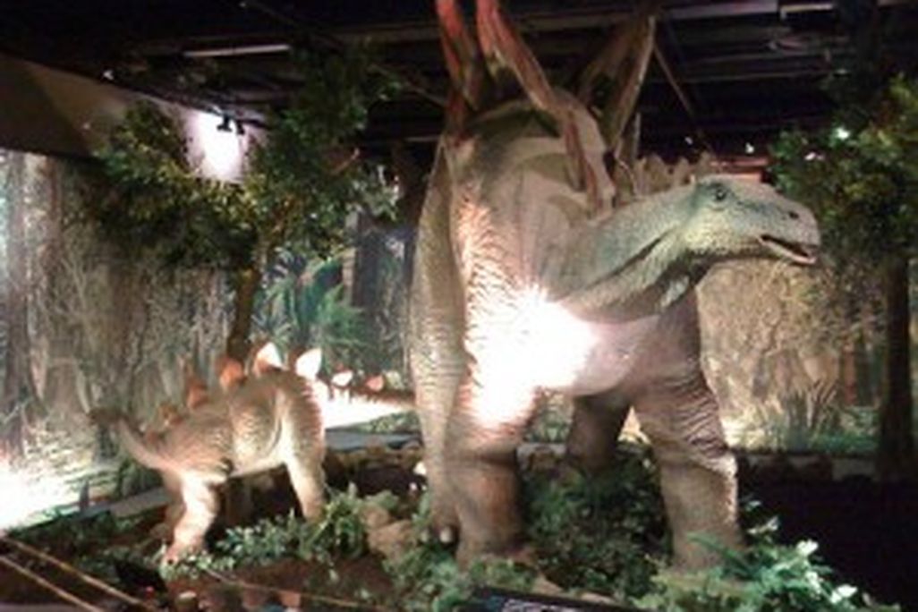 20110520083137cincinnati-museum-stegosaurus-300x225.jpg