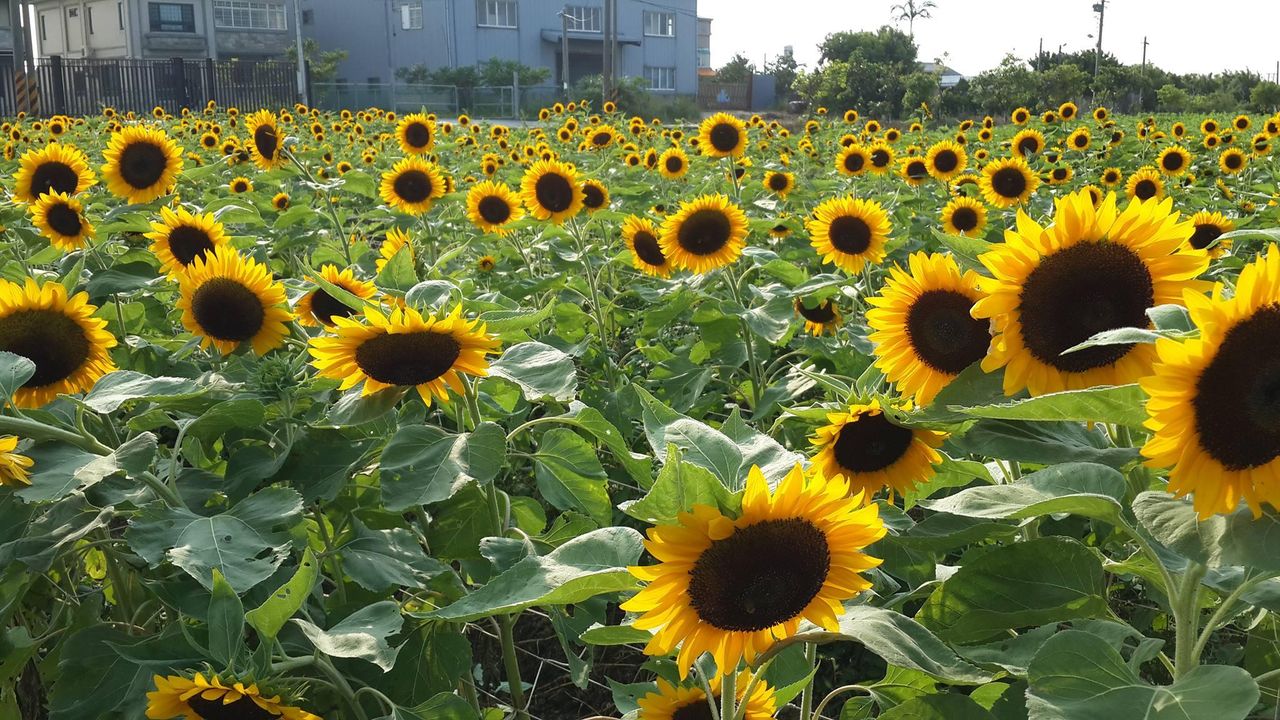 Go Waist Deep Into the Largest Sunflower Farm in Northern Taiwan