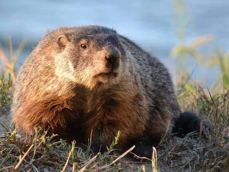 Groundhog's Day | Smithsonian Photo Contest | Smithsonian Magazine