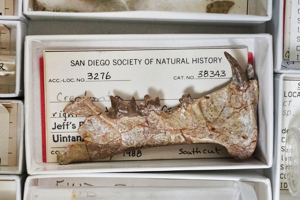 Diegoaelurus Sabertooth Fossil