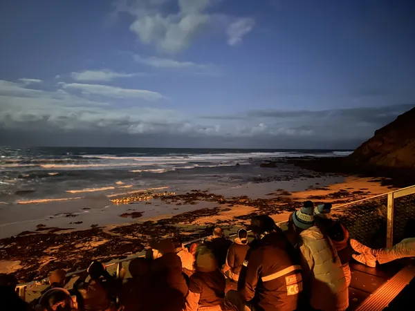 “A Fleet of Australian Penguins” thumbnail