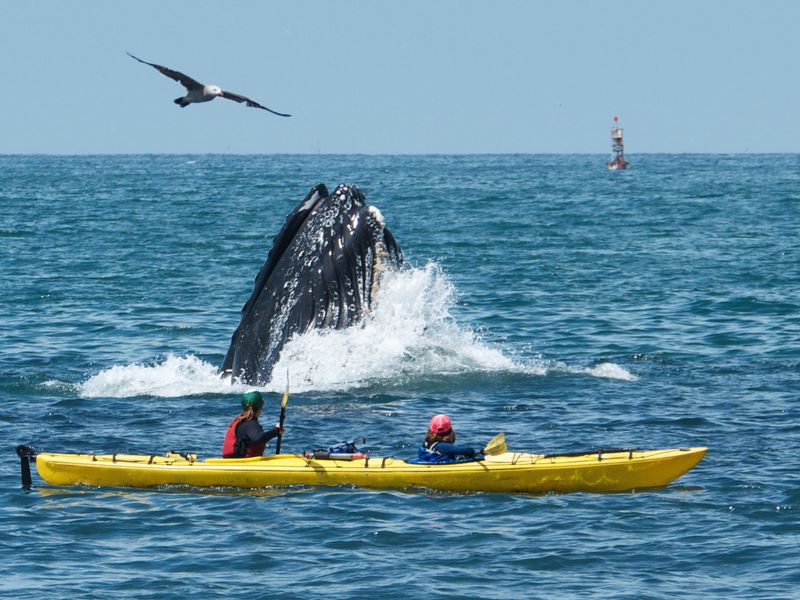 Kayakers are surprised by a feeding Humpback Whale Smithsonian Photo