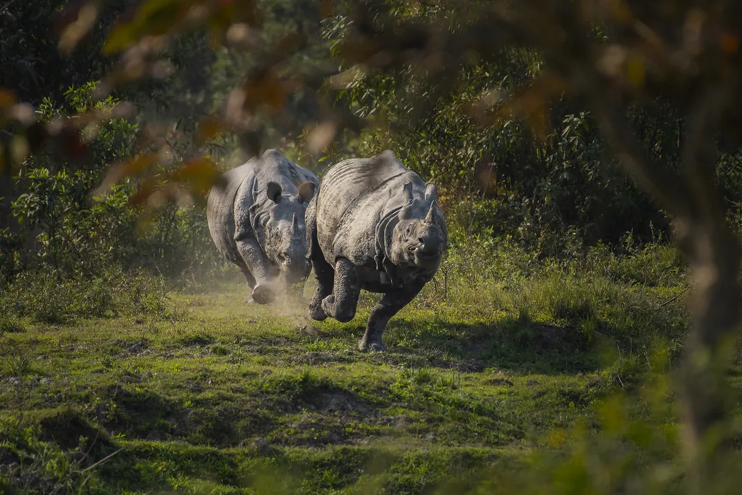 Charging Rhinos