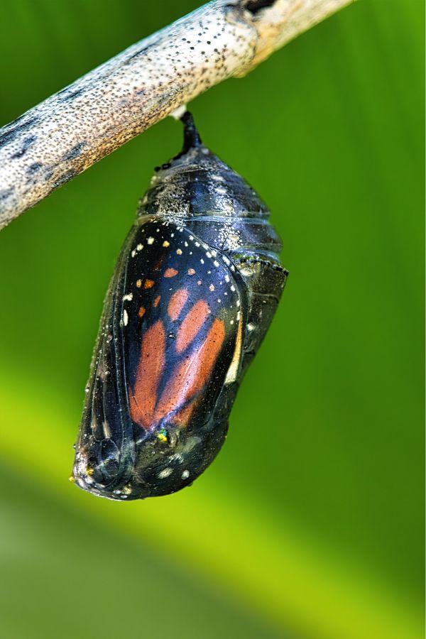 Monarch butterfly chrysalis almost ready to emerge. thumbnail