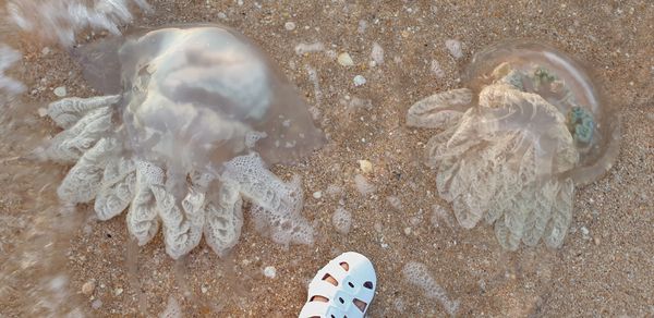 Large jellyfish of the Sea of Azov of the genus Rhizostomeae. thumbnail