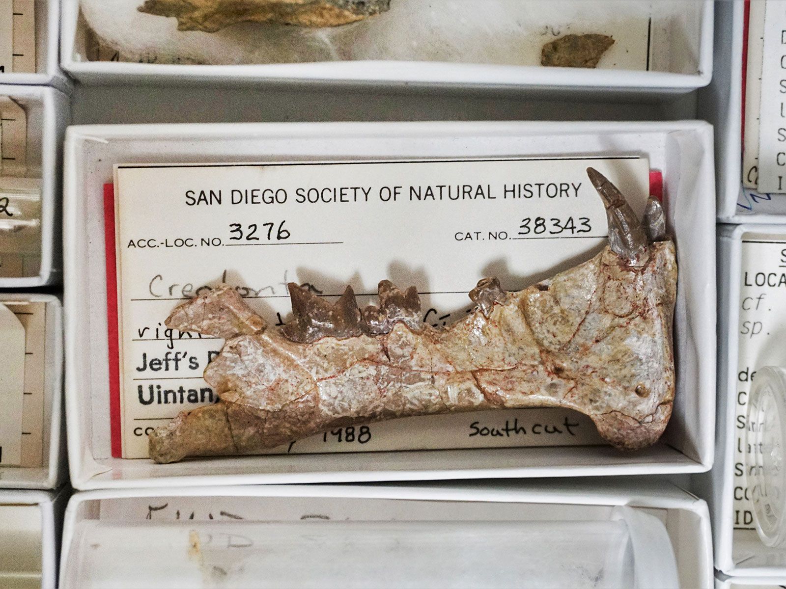 Des paléontologues découvrent le plus ancien prédateur à dents de sabre |  La science