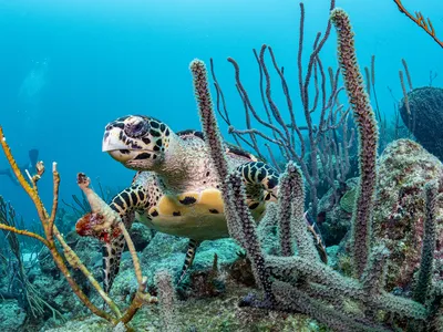 A hawksbill swims in a coral reef in Barbados
