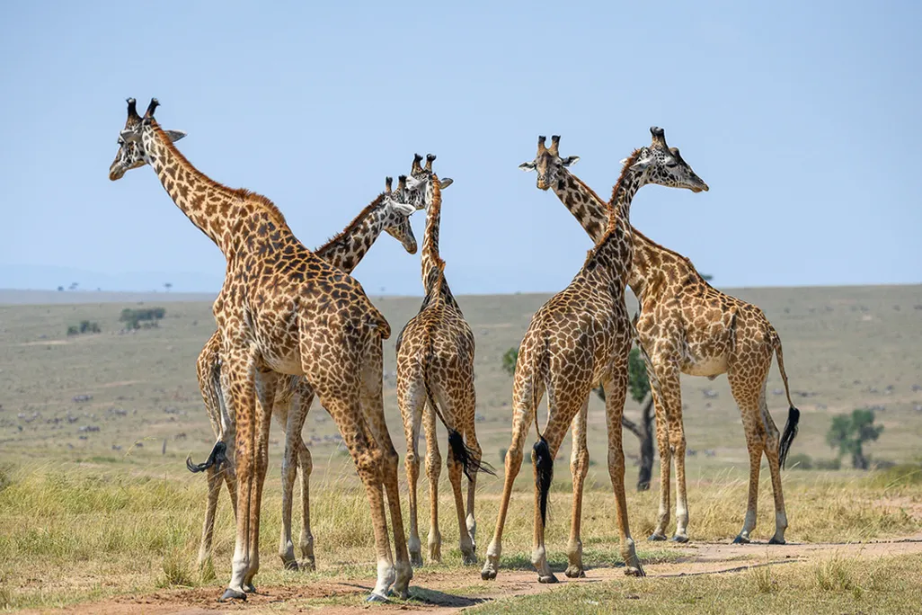 Giraffes