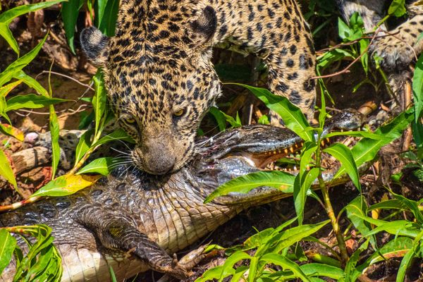 Jaguar Hunting thumbnail