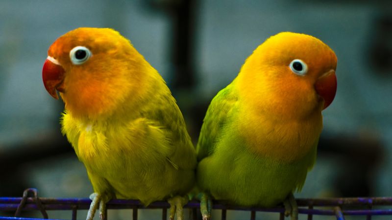 Lovebird breed clearance