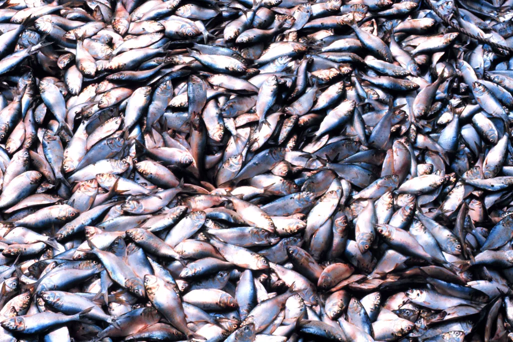 Menhaden fishing