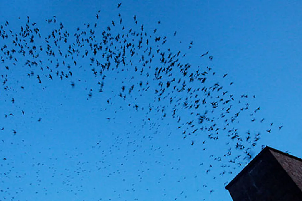 Vaux Swifts