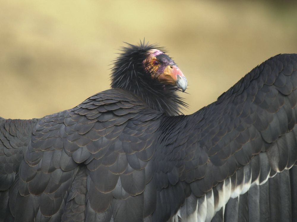 California condor holding up its wings