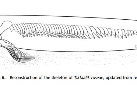 In addition to its limb-like front fins, Tiktaalik had large, mobile rear fins that it used to push itself around in the water.