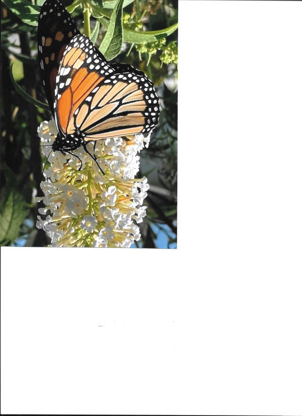 Monarch enjoying the banquet of a butterfly bush flower thumbnail