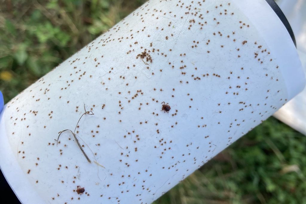 Ticks on a lint roller
