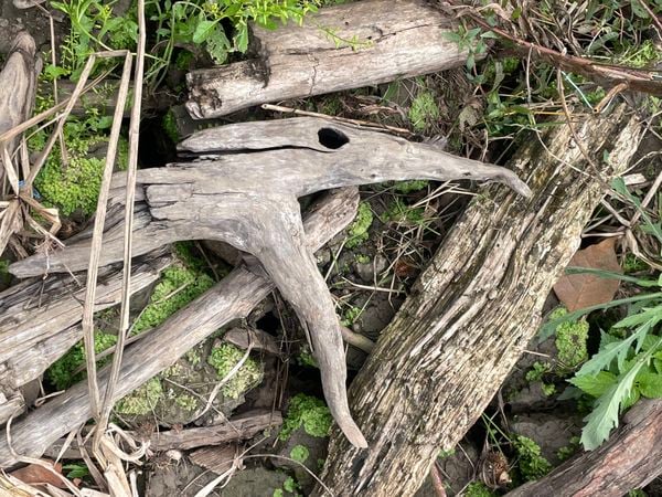 Driftwood on the Mississippi River Batture thumbnail