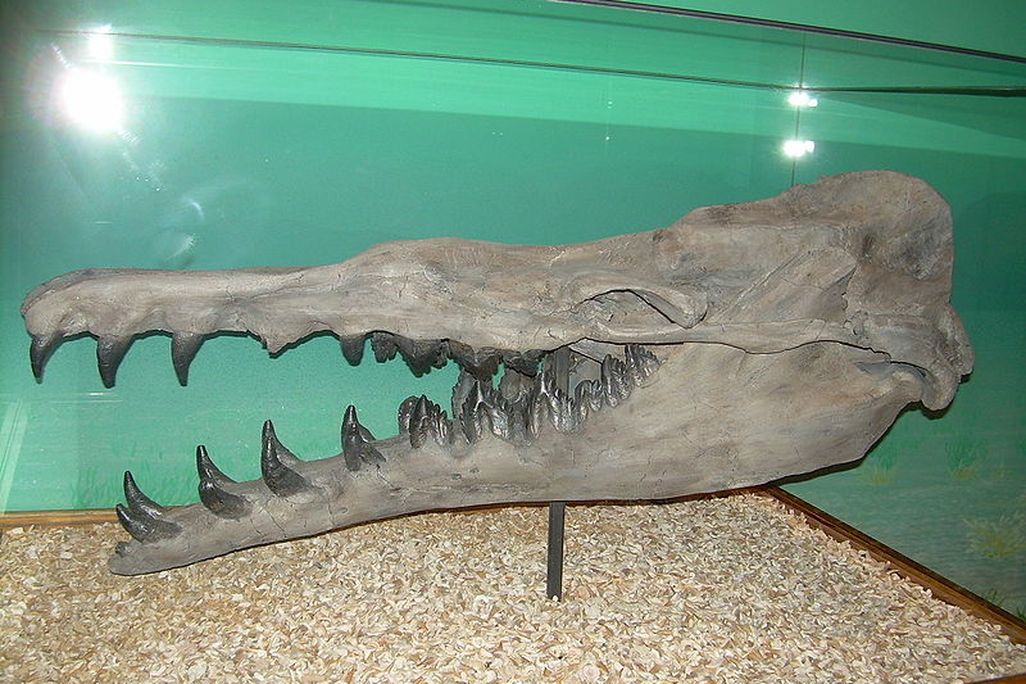 20110520102341800px-Basilosaurus_cetoides_skeleton.JPG