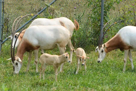 The most recent additions to the scimitar-horned oryx herd at the Smithsonian Conservation Biology Institute are two calves borne from an improved artificial insemination method. 
