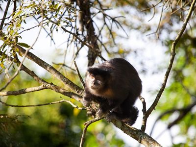 Wild capuchins make stone tools, but don't know how to use them.