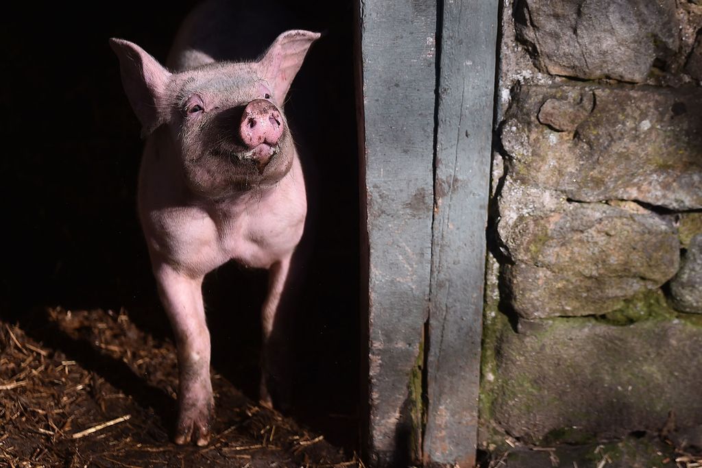 Pig Comes Out of Barn