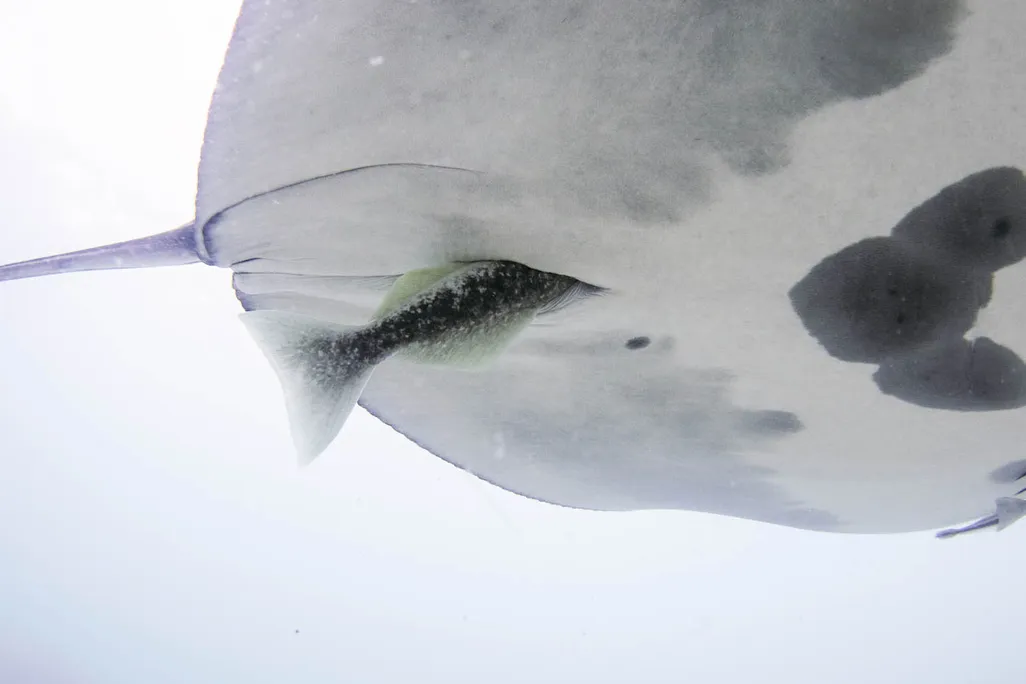 Fish tail sticking out of an opening under a manta ray