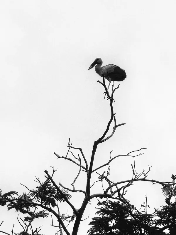 The Watcher thumbnail