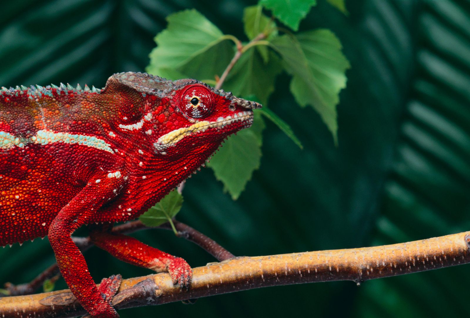 Chameleons don't change colour, they use smart mirrors