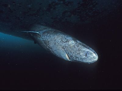 Greenland sharks can live to be nearly 400 years old.