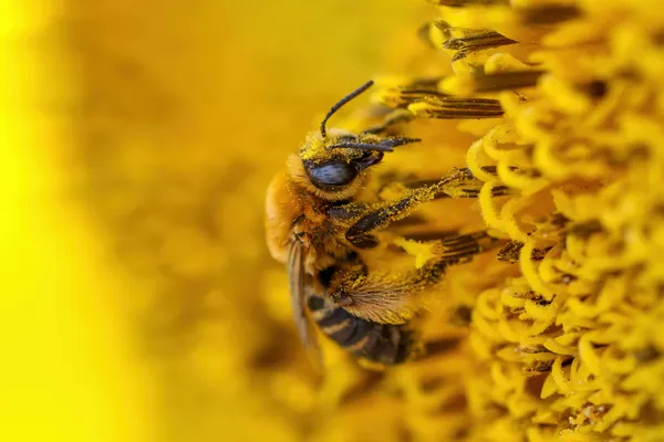 Golden bee thumbnail