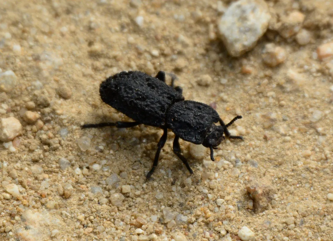 A Diabolical Ironclad Beetle faces the bottom right corner of the image as it scurries across gravel. Photographed in Irvine, CA.