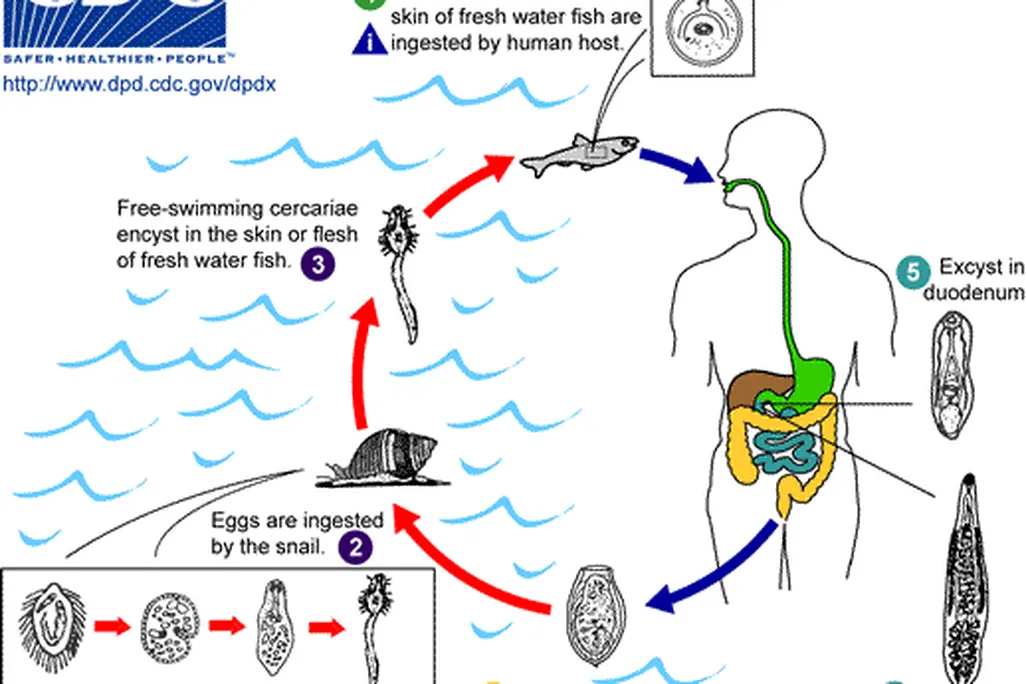 20110520102257Opisthorchis_LifeCycle.gif