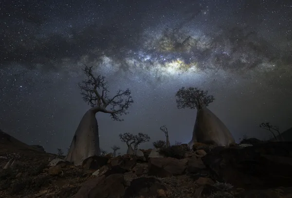 Bottle Tree Paradise thumbnail