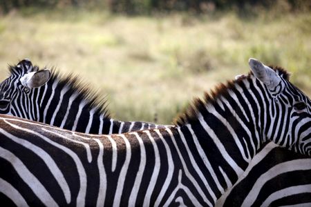 Those distinctive stripes might not be camouflage after all. 