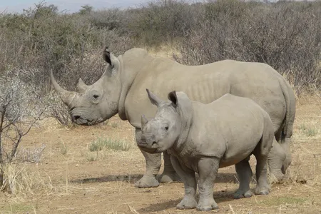 White rhinos help shape the ecosystem by increasing plant diversity and providing grazing patches for other animals. 