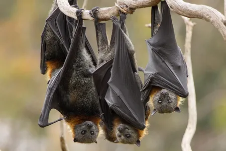 Fruit bats are thought to be the natural host for the Ebola virus. Groups like USAID PREDICT regularly monitor such diseases in wildlife to prevent the jump from animal to humans.