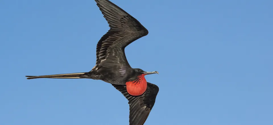  Magnificent Frigate bird in flight 