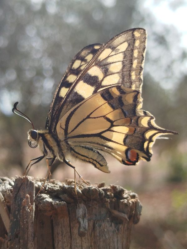 Autumn butterfly on a wooden stick. thumbnail