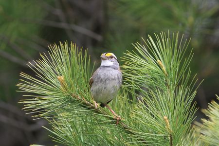 Canada's white-throated sparrows have remixed their classic song by trading a series of triplets for doublets at the end.