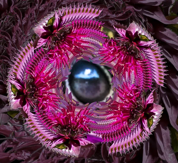 Hummingbird Eye Reflection thumbnail