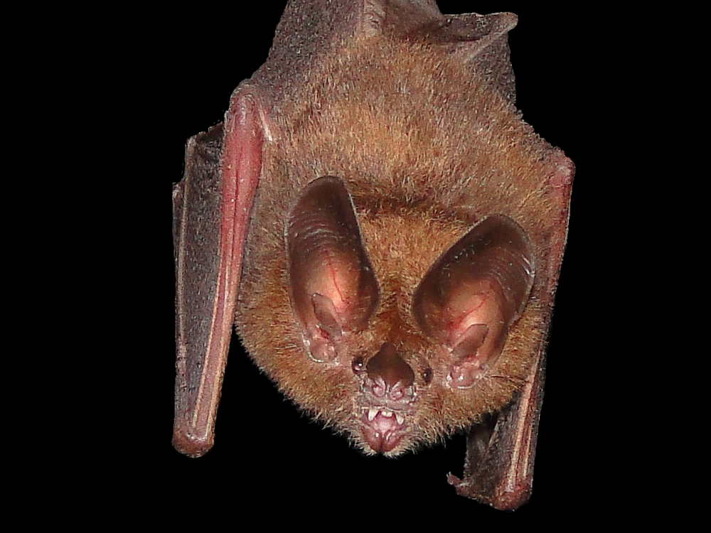 Big-eared bat 