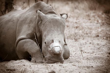 A de-horned rhino lies in the sand at Hoedspruit endangered species centre in South Africa. Rhinos are particularly vulnerable during wartime due to illegal trade of their horns for weapons.