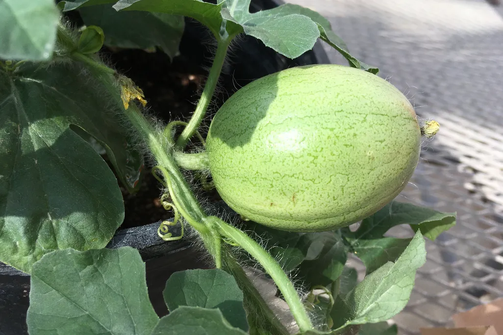 Kordofan melon 