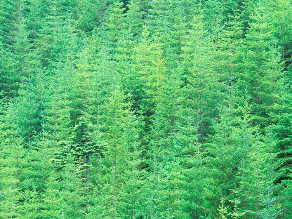 young douglas fir trees.jpg