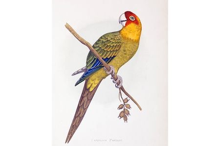 The Carolina parakeet, so named for the region where it was discovered, was known for its “disagreeable screams” and great beauty.